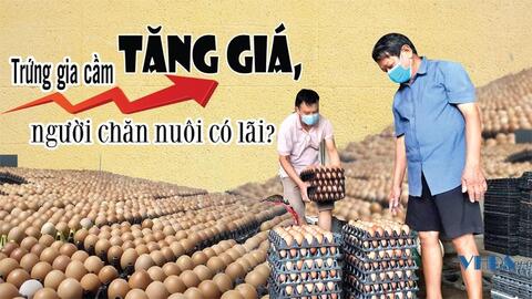 Trứng gia cầm tăng giá, người chăn nuôi có lãi?