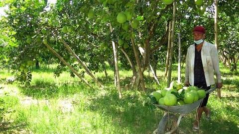 Phát triển thương hiệu đặc sản bưởi cốm