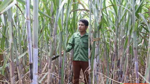 Nông dân Cò Nòi giàu lên nhờ trồng mía