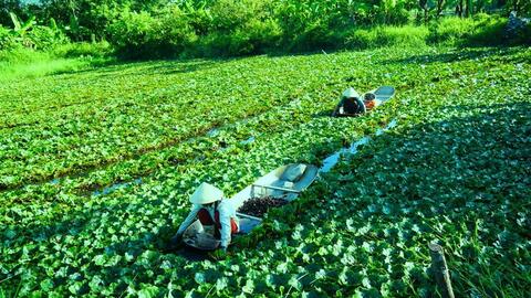 Thanh Hóa: Kiếm vài chục triệu đồng mỗi vụ nhờ thứ củ kỳ lạ, nhìn xa có hình thù giống... đầu trâu