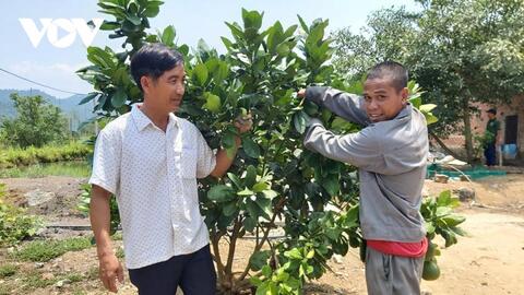 Thanh niên Quảng Nam làm giàu từ vùng đất hoang sơ, cây cối mọc um tùm