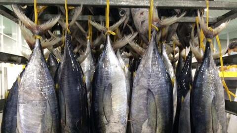 Cá ngừ Việt Nam chiếm thị phần lớn nhất ở Israel