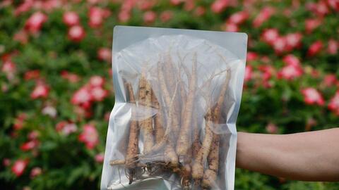 Cánh đồng sâm Bố Chính tiền tỷ ở Sơn Tây