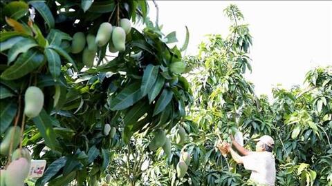 An Giang sẽ chuyển trên 34.000 ha đất lúa kém hiệu quả sang rau, màu và cây ăn trái