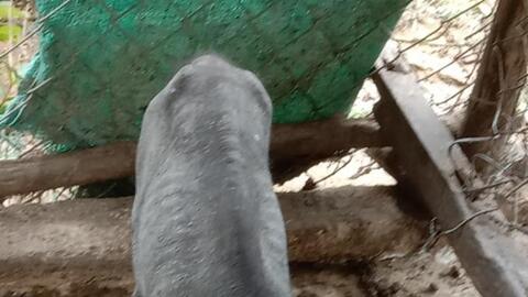 Heo dự án hỗ trợ người dân vùng khó khăn chết hàng loạt