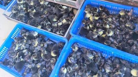 Doanh nghiệp giống gia cầm xoay xở trong đại dịch