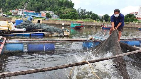 Hàng trăm tấn cá nuôi lồng bè tại Cửa Lò không có người thu mua vì dịch