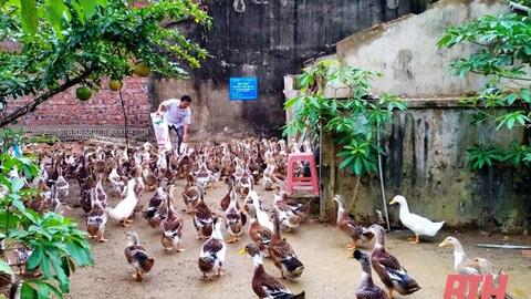 Phát triển mô hình nuôi vịt biển an toàn sinh học