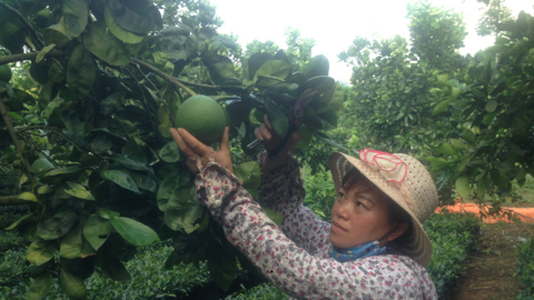 Nông dân Tây Bắc: Trồng chè và bưởi Da Xanh trên 1 diện tích canh tác, nông dân lãi khủng