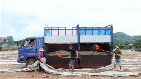 Cây cà phê mang lại hiệu quả kinh tế cao cho người dân Sơn La