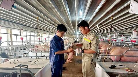 Chăn nuôi cuối năm 2021: Sẽ diễn biến ra sao?