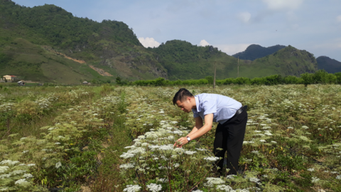 Sìn Hồ phát triển sản xuất nông nghiệp theo hướng hàng hóa