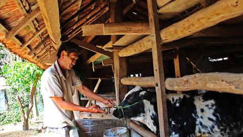 Phú Yên: Người chăn nuôi e dè vào vụ tết