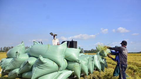 Lúa thu đông ngóng... máy cắt