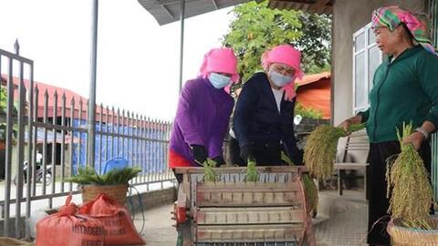 Dẻo thơm hương nếp Tú Lệ