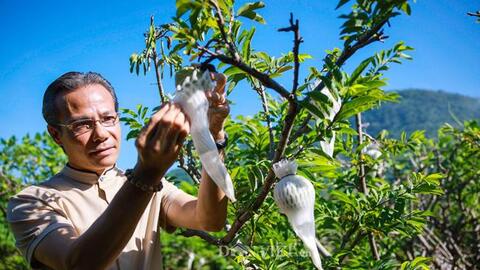 Tây Ninh: Mãng cầu lao đao vì dịch, thà bán lỗ còn hơn để rụng
