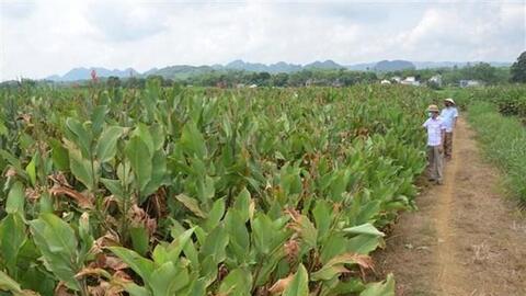 Sắc thái riêng miến dong Hương Ngọc