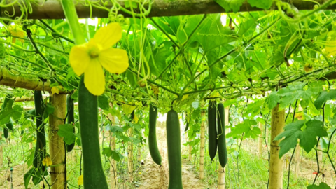 Nông thôn Tây Bắc: Giao ban công tác Hội và Phong trào nông dân tỉnh Điện Biên Qúy III