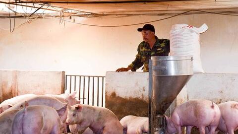 Tại sao Gia Lai đón nhiều dự án chăn nuôi lớn?