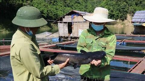 Người nuôi thủy sản Lai Châu gặp khó đầu ra