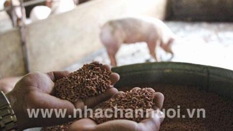 8 tháng đầu năm, sản lượng thức ăn chăn nuôi đạt 13,6 triệu tấn