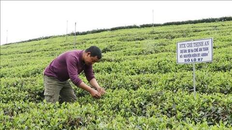 Thái Nguyên tìm giải pháp phát triển bền vừng cây chè