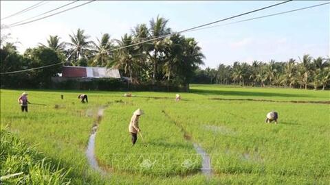Trà Vinh hỗ trợ nông dân xã đảo tăng giá trị lúa hữu cơ