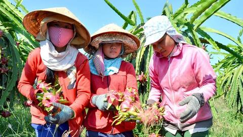 Sau vải thiều, Việt Nam có thêm 1 loại trái cây được cấp “giấy thông hành” vào Nhật Bản