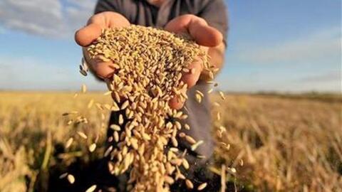 Sản phẩm protein vi sinh vật có thể sử dụng làm thức ăn giàu protein