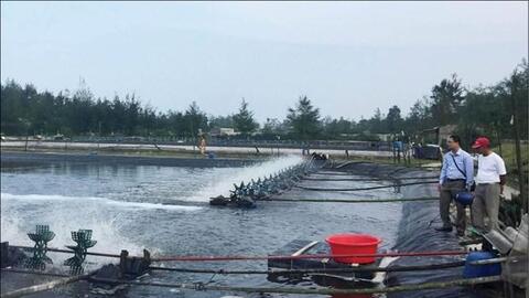 Thừa Thiên – Huế: Mô hình nuôi tôm trên cát bằng ao tròn đa lợi ích