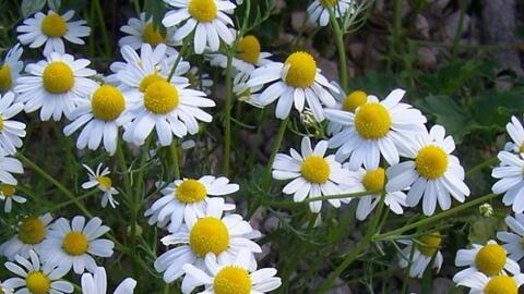 Sản xuất phụ gia thực phẩm từ hoa cúc và ứng dụng trong bảo quản thực phẩm