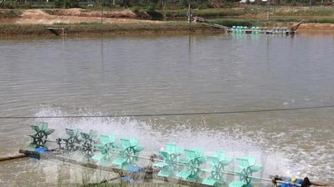 Trà Vinh: Hiệu quả kinh tế cao từ trồng rừng kết hợp với nuôi tôm, cá