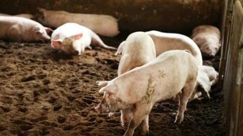 Sản lượng thịt lợn Trung Quốc quý 3/2021 đạt mức cao nhất trong ba năm