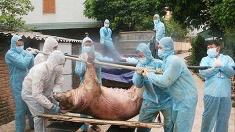 Dịch tả lợn châu Phi bùng phát mạnh trở lại: Người chăn nuôi kiệt quệ