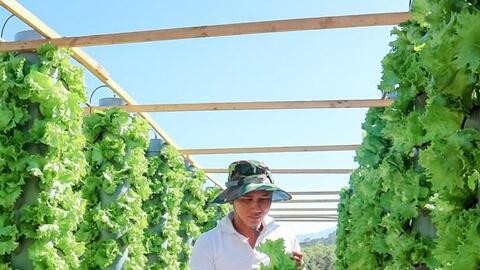 Anh Phạm Thế Tuấn thành công với vườn rau khí canh độc đáo