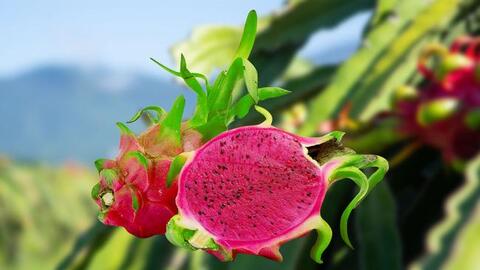 Nhật Bản cấp Bằng bảo hộ chỉ dẫn địa lý cho thanh long Bình Thuận: Người trồng thanh long vẫn lo