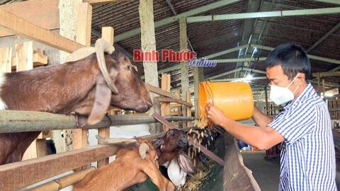 Bình Phước: Giải pháp nào cho người nuôi dê ở Bù Đốp?