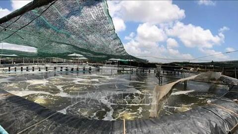 Nuôi tôm siêu thâm canh giúp lợi nhuận tăng 7 - 10 lần ở Trà Vinh