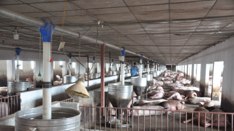 Tăng tốc khôi phục sản xuất nông nghiệp sau dịch: Lo kích giá lợn hơi cứu người chăn nuôi