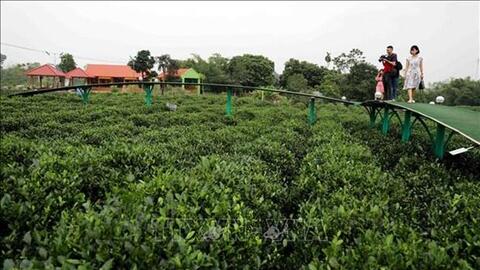 Nâng cao giá trị gia tăng sản phẩm chè Thái Nguyên được bảo hộ quyền sở hữu trí tuệ