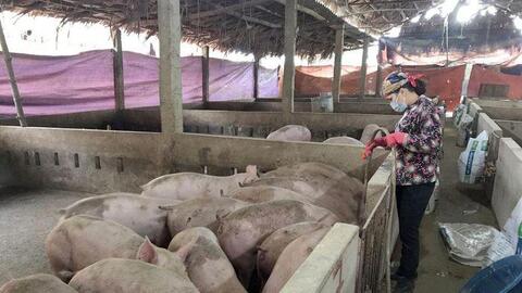 Trên 23 nghìn con lợn và gia cầm phải tiêu hủy