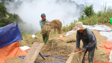 Nông dân Tây Bắc: Mùa vàng ở xã vùng cao Co Mạ
