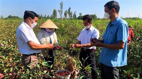 Triển vọng phát triển kinh tế từ cây atiso đỏ ở Thừa Thiên - Huế