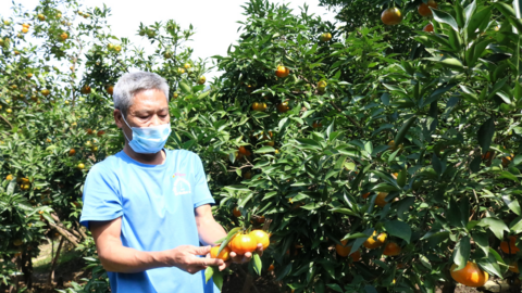 Nông dân Mường Thải kỳ vọng cam được mùa, được giá