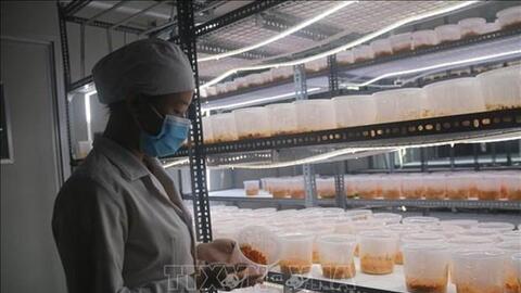 Bà Rịa-Vũng Tàu gặp khó trong nâng hạng sản phẩm OCOP