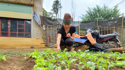 Trồng rau kết hợp nuôi gà an toàn sinh học
