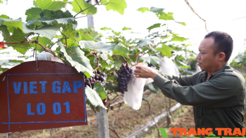 Vợ chồng liều vay tiền trồng 6000m2 nho, sau 2 năm đã có lãi, quả ra đến đâu người mua đến đó