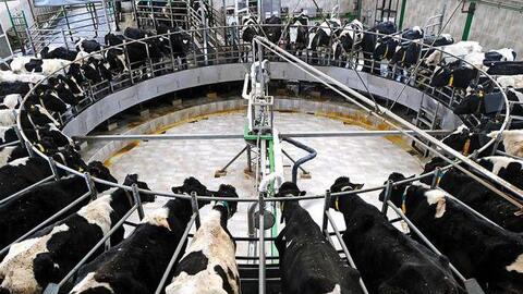 Ngành chăn nuôi Mỹ lo bò bị ‘bỏ rơi’ khi chi phí thức ăn tăng cao