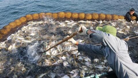 Khánh Hòa chú trọng phát triển nông nghiệp hữu cơ