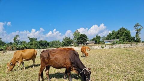 Phòng chống dịch bệnh gia súc ở Mường Chà